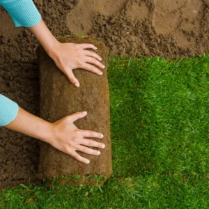 Instant Roll on lawn